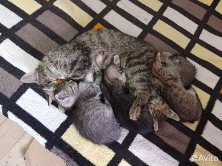 Кошка в дар бесплатно
