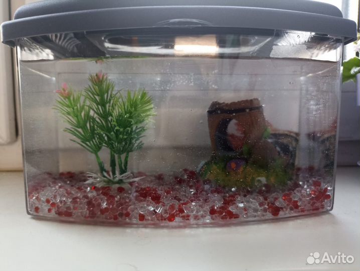 Рыба-петушок с аквариумом 5 штук