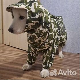 Любовь Иванова: Стильная одежда для собак: комбинезоны, жилеты, платья, курточки и шапки