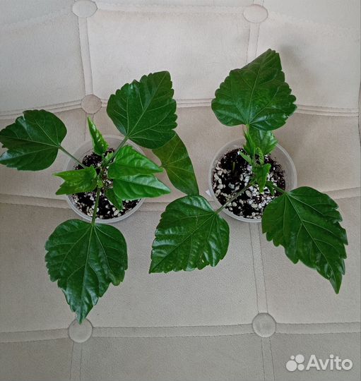 Укорененные гибискусы двух сортов