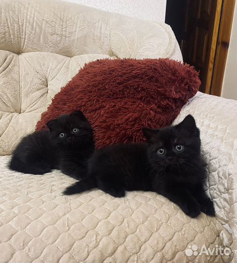 Шотландская кошка