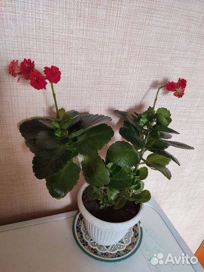 Алоэ.Каланхоэ.Бесплатно