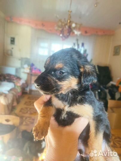 Собачка в добрые руки