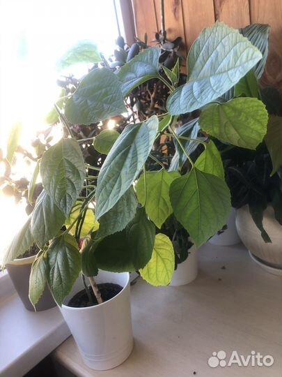 Клеродендрум филлипинский