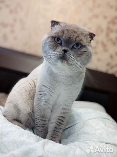 Шотландский вислоухий кот вязка