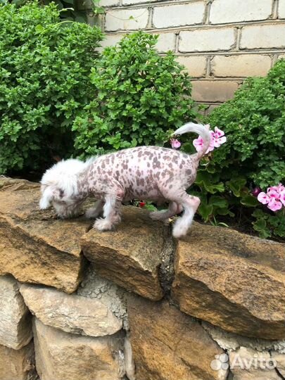 Китайская хохлатая