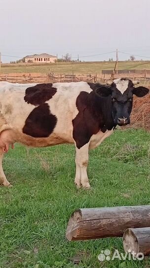 Корова молочная