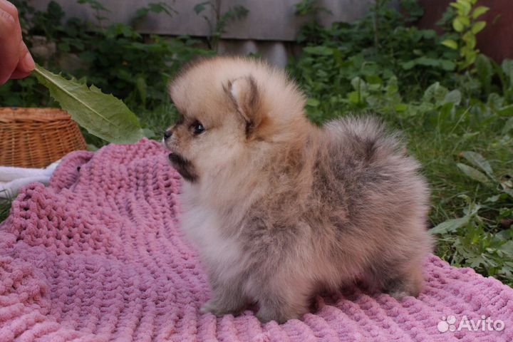 Той померанский шпиц