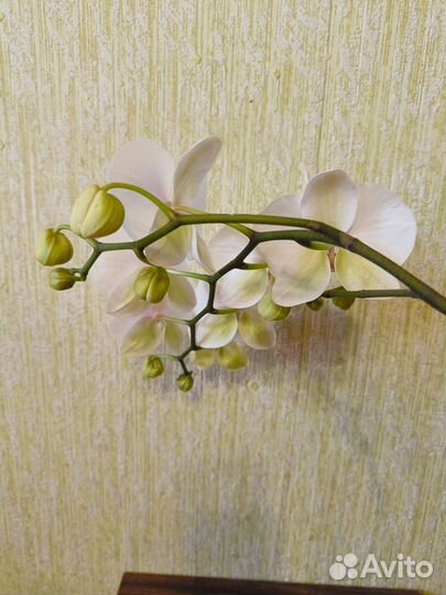 Орхидея фаленопсис