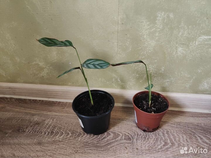 Комнатные цветы