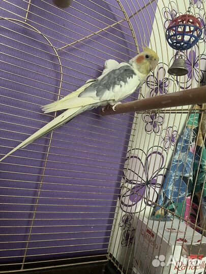 Попугай корелла с клеткой
