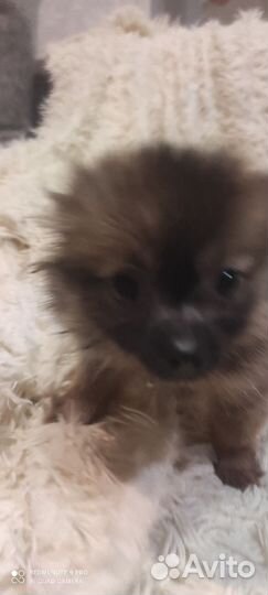 Немецкий шпиц