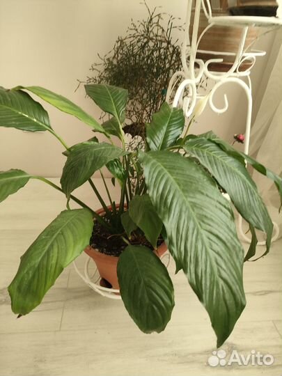 Комнатные растения цветы