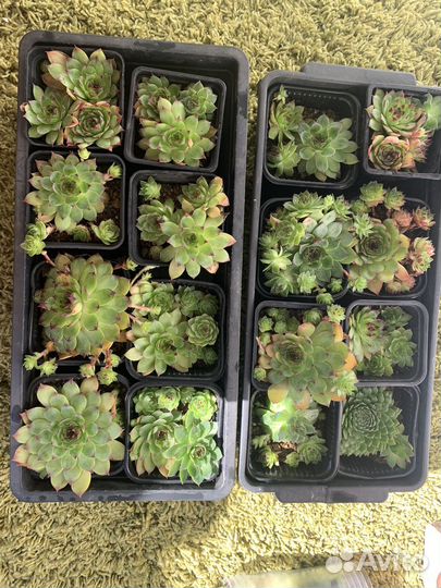 Молодило каменная роза