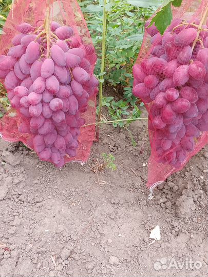 Продажа черенков винограда