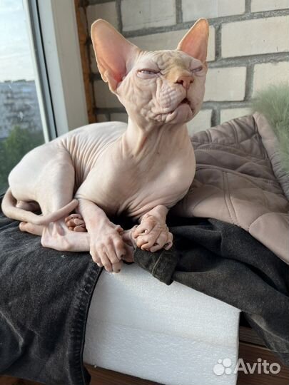 Кот сфинкс вязка опытный