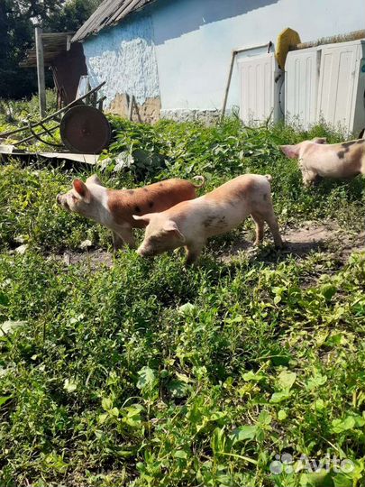 Поросята ландрас дюрок