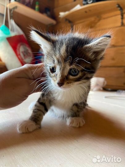 Трёхцветный котёнок бесплатно