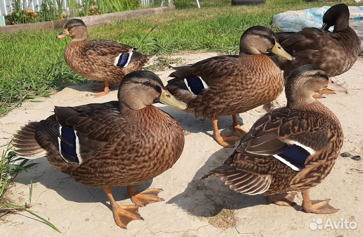 Подсадные утки