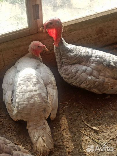 Домашние Индюки