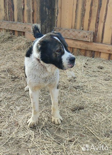 Крупные собаки приюта ждут своих хозяев