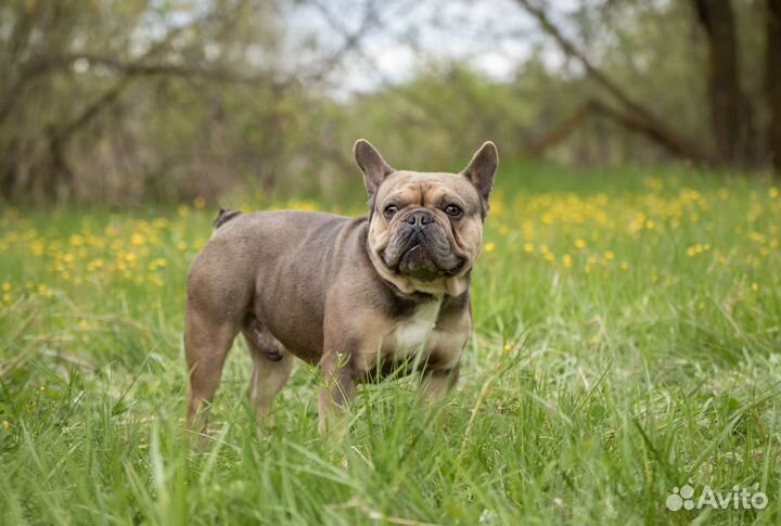 Французский бульдог вязка, щенки