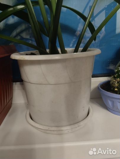 Цветочные горшки