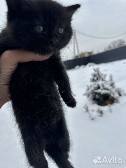 Котята черные