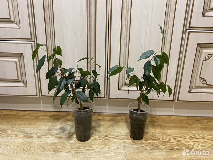 Фикус бенджамина наташа