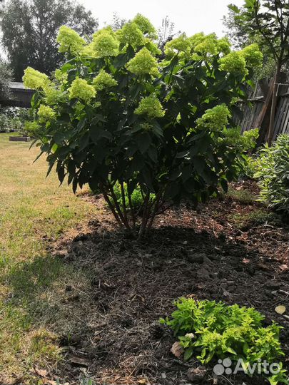 Гортензия метельчатая