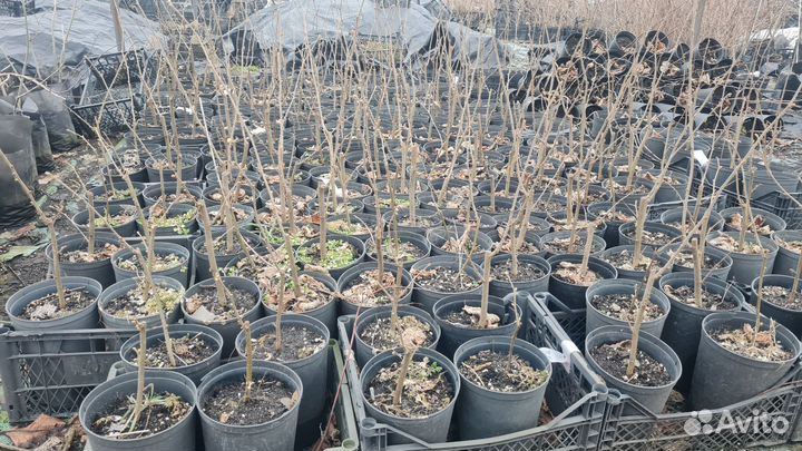 Саженцы фундука