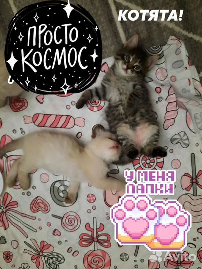 Котенок 1 месяц