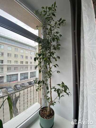 Комнатные растения