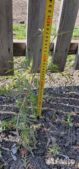 Туя брабант