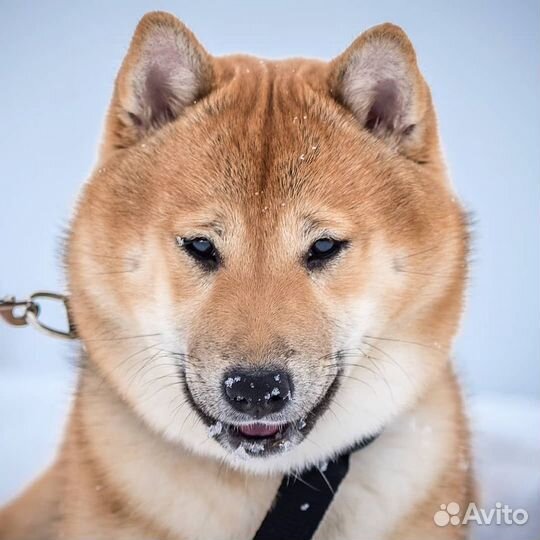 Сиба- ину кобель для вязки
