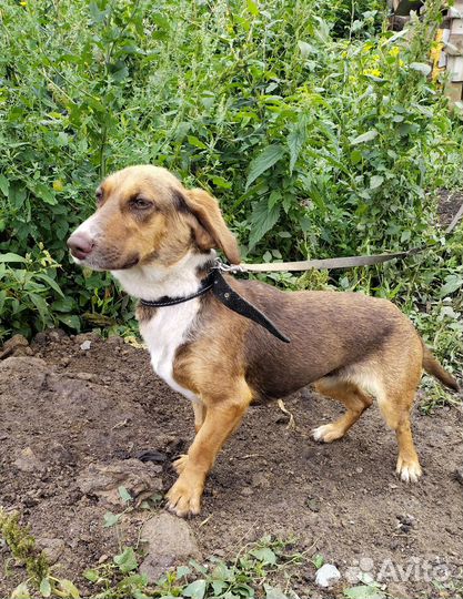 Отдается молодая собачка