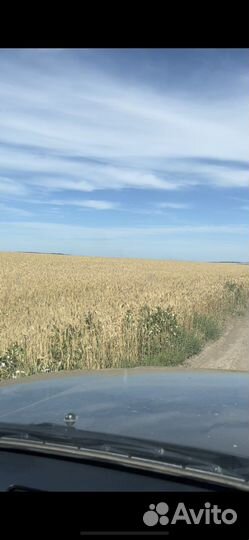 Продам зерно (ячмень и пшеница)