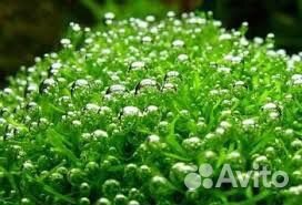 Аквариумные растения Риччия