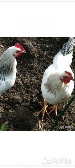 Молодые петушки