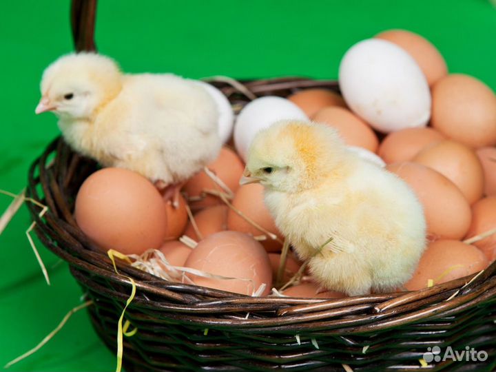 Инкубационное яйцо всей птицы