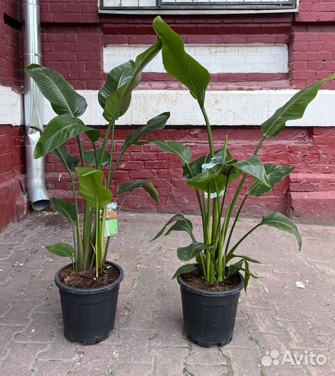 Стрелиция николая 140см