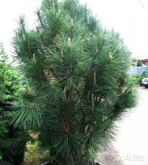 Сосна Веймутова