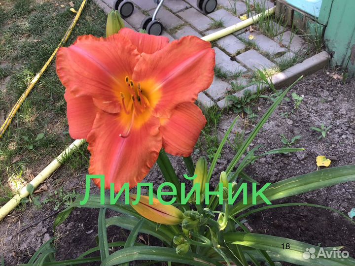 Многолетние цветы
