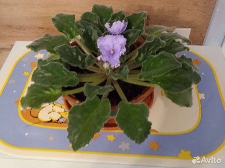 Кодиеум и фикус бенджамина