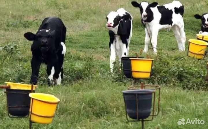 Бычки телята