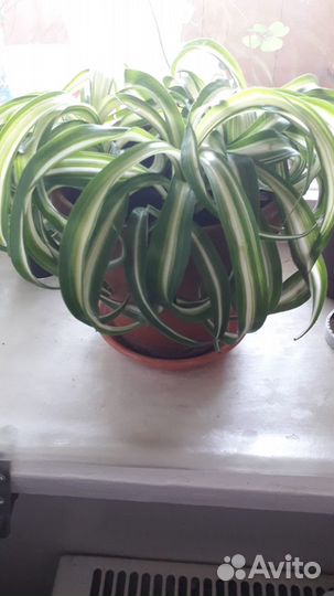 Хлорофитум кудрявый