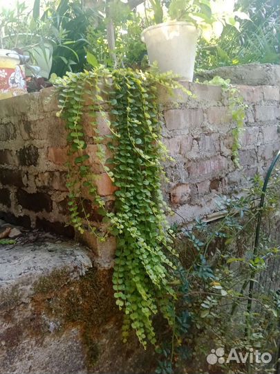 Вербейник монетчатый