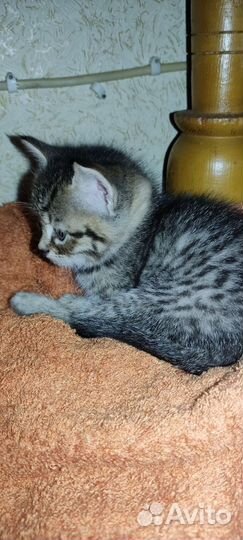 Котята в добрые руки бесплатно