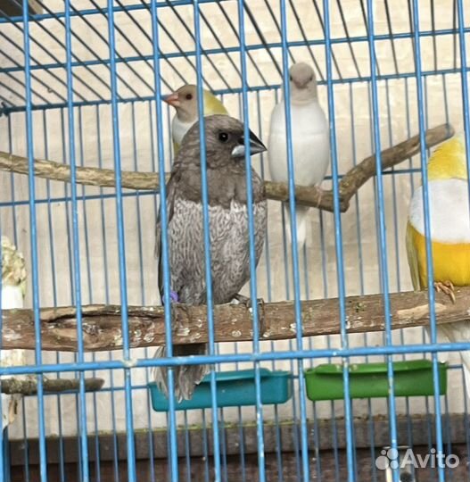 Чешуйчатая японская амадина