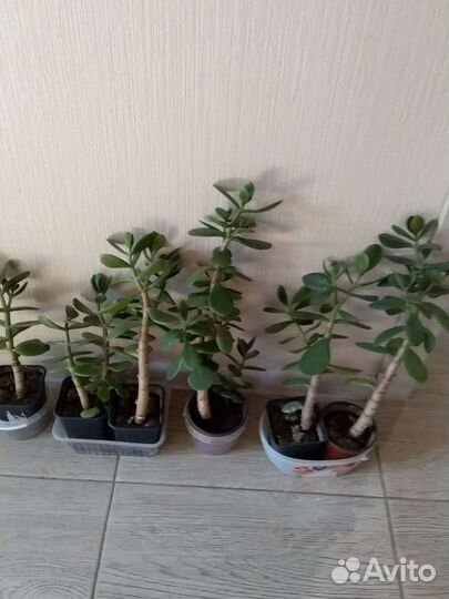 Толстянка, традесканция, хлорофитум